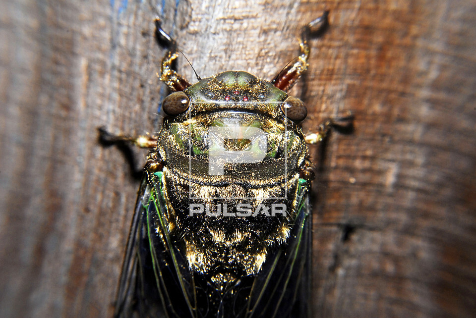 Cigarra - Carineta fasciculata