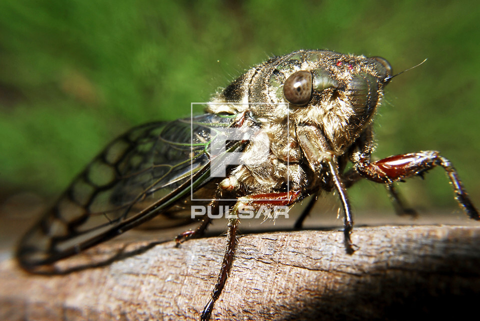 Cigarra - Carineta fasciculata