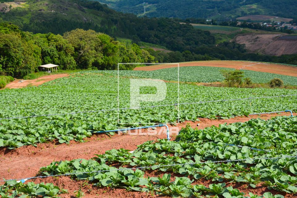 Plantação de couve irrigada por gotejamento
