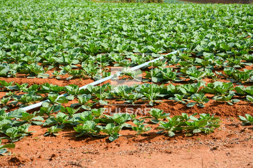 Plantação de couve irrigada por gotejamento