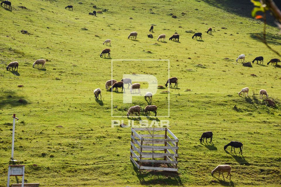 Cabras pastando