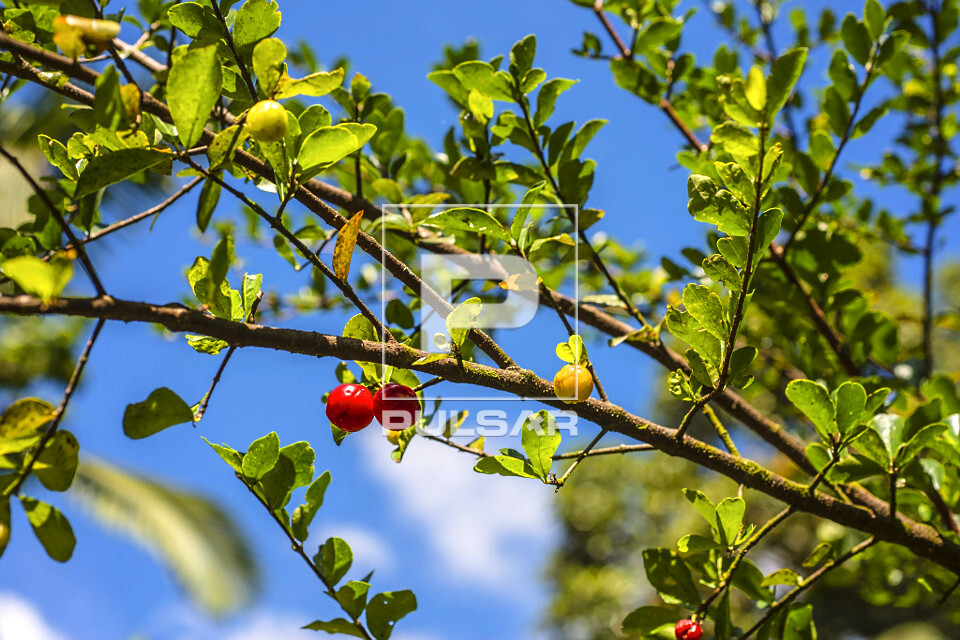 Detalhe do frutos de acerola - também denominados cerejeira-das-antilhas , cerejeira-do-pará e ginjeira-da-j