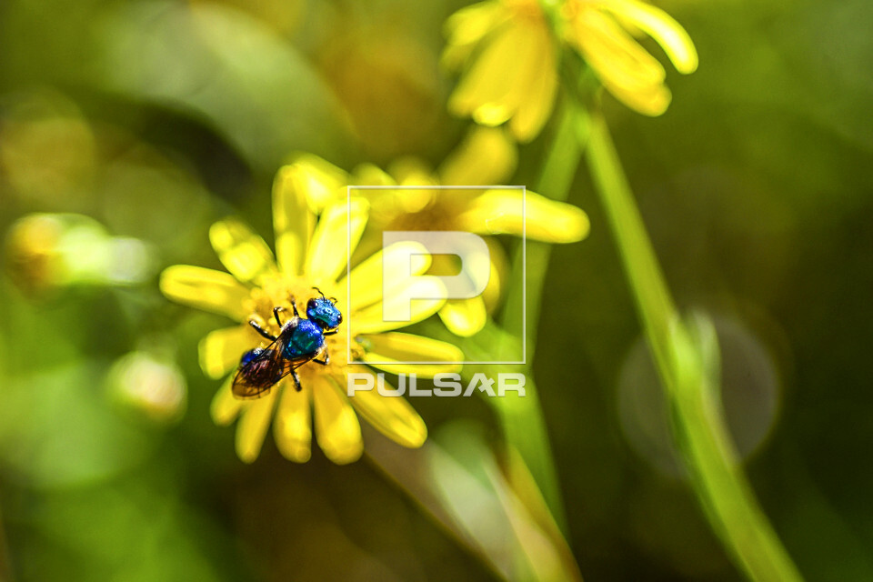 Abelha azul sobre flor - 