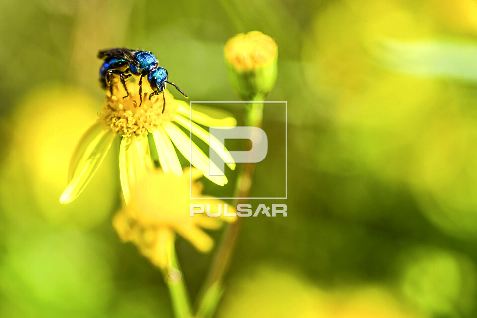 Detalhe de abelha azul polinizando flor - 