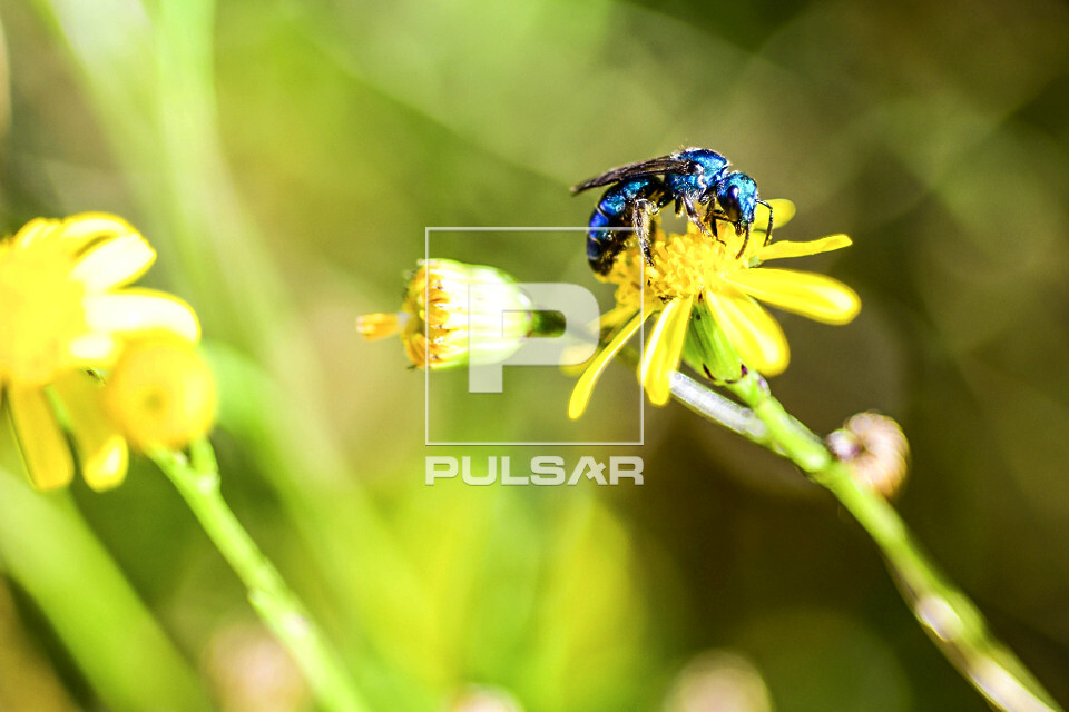 Abelha azul polinizando flor - 