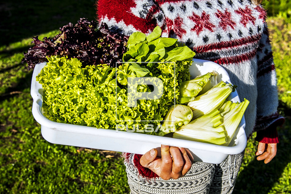Detalhe da colheita de verduras orgânicas em sítio do bairro Lami - Caminhos Rurais