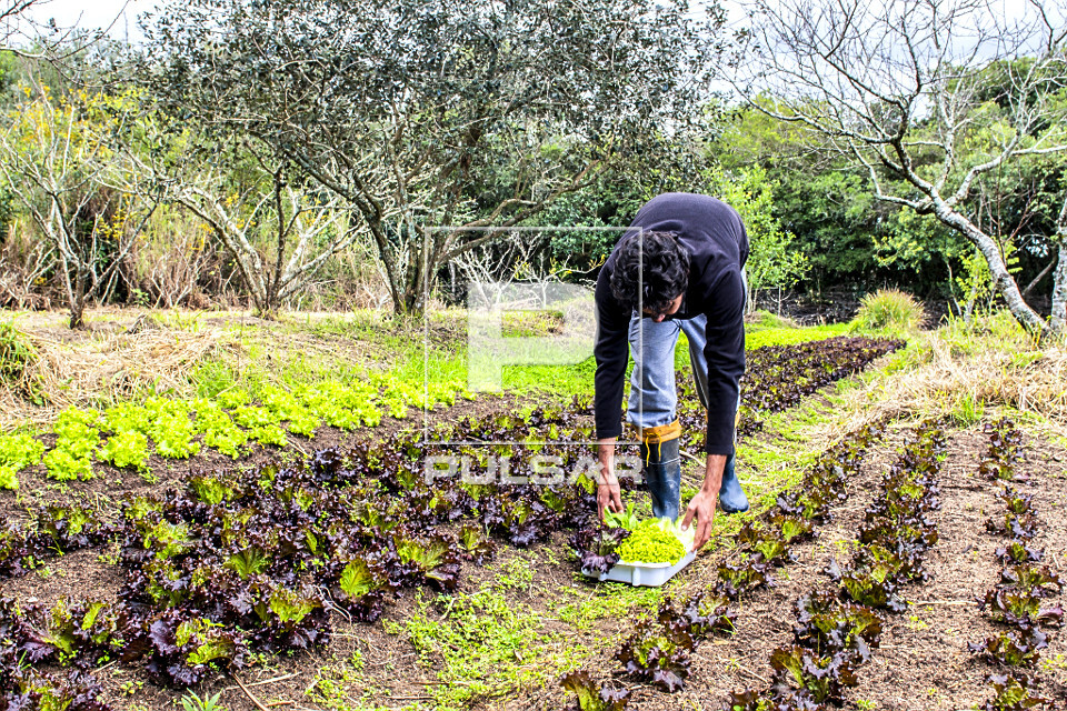 Colheita manual de verduras orgânicas em sítio do bairro Lami - Caminhos Rurais