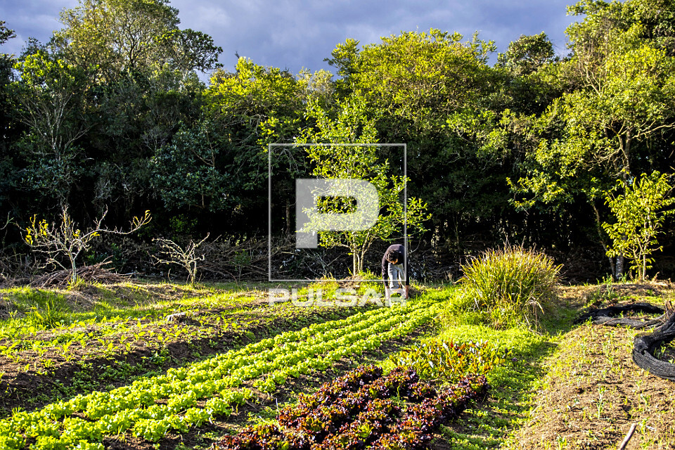 Plantação de verduras orgânicas em sítio do bairro Lami - Caminhos Rurais