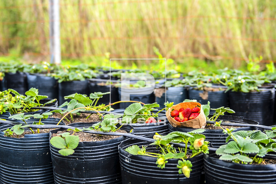 Plantação orgânica de morangos em estufa com detalhe de embalagem de frutos colhidos - sítio do bairro Lam