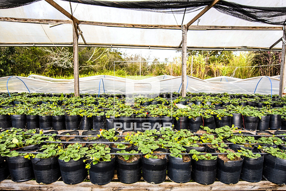 Plasticultura - plantação orgânica de morangos em estufa no sítio do bairro Lami - Caminhos Rurais