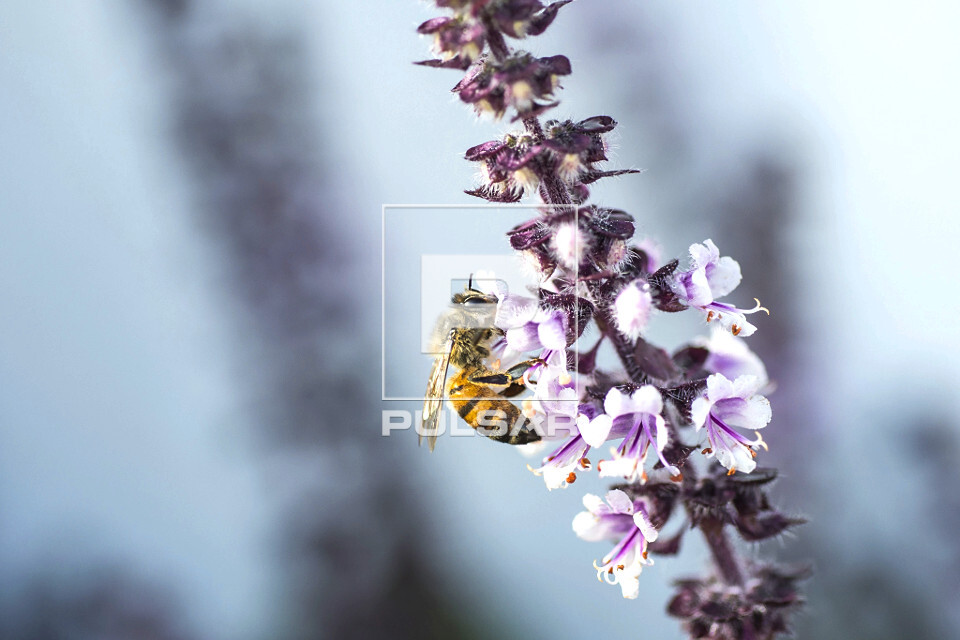 Detalhe de abelha polinizando flor de manjericão