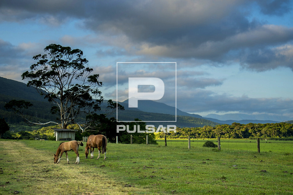 Paisagem rural - cavalos pastando