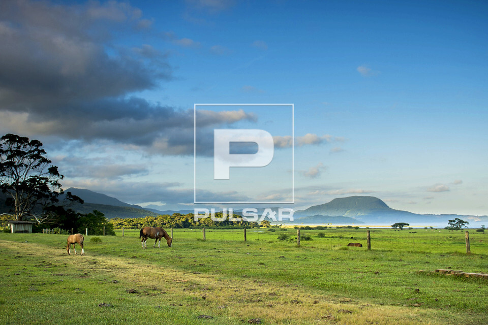 Paisagem rural com cavalos pastando