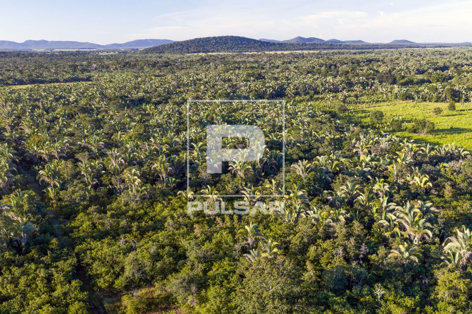 Vista de drone de Babaçual nativo - indicativo de antigas ocupações indígenas na região e uma das plantas