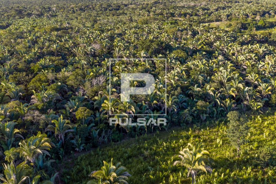 Vista de drone de Babaçual nativo - indicativo de antigas ocupações indígenas na região e uma das plantas