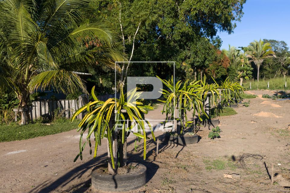 Plantação de pitaia 