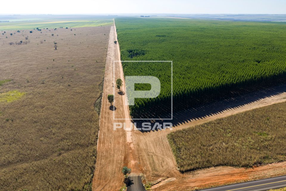 Vista de drone de pastagem seca e plantação de eucalipto