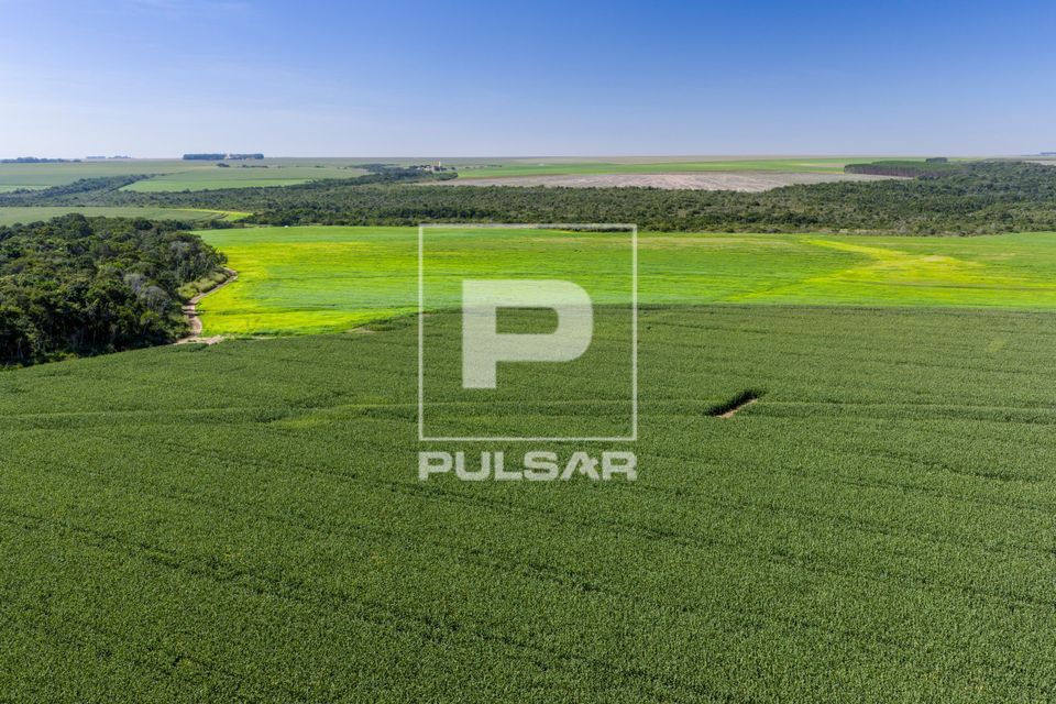 Vista de drone de plantação de milho e área de pastagem ao fundo 