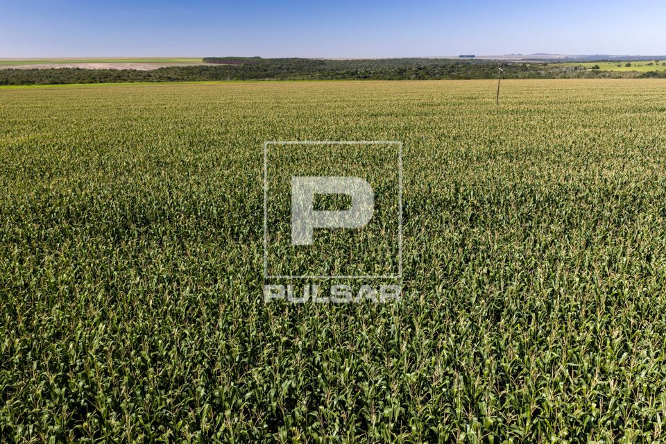 Vista de drone de plantação de milho