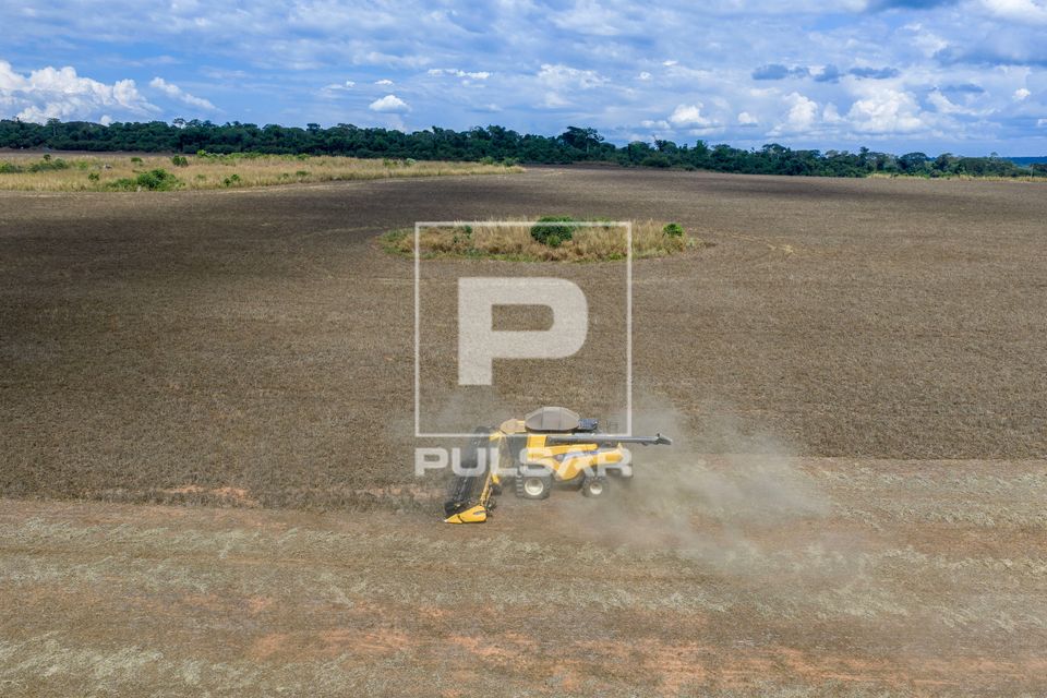 Vista de drone de colheita de feijão-mungo preto - produção destinada a exportação especialmente para a  