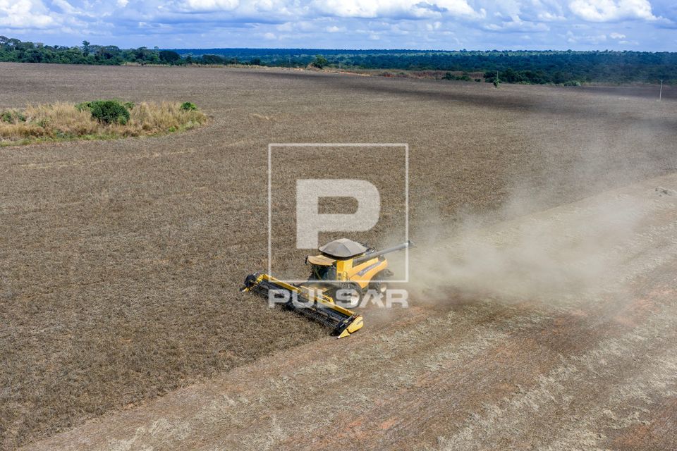 Vista de drone de colheita de feijão-mungo preto - produção destinada a exportação especialmente para a  