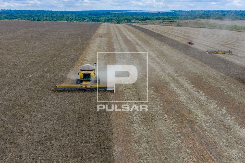 Vista de drone de colheita de feijão-mungo preto - produção destinada a exportação especialmente para a  