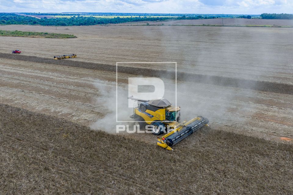 Vista de drone de colheita de feijão-mungo preto - produção destinada a exportação especialmente para a  