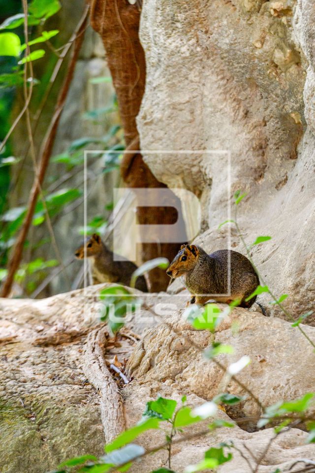 Mocós na trilha da Lapa dos Desenhos - Parque Nacional Cavernas do Peruaçu - Mosaico Sertão Veredas-Peruaç