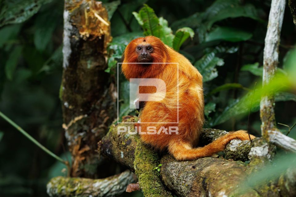 Mico-leão-dourado na mata atlântica - espécie ameaçada de extinção