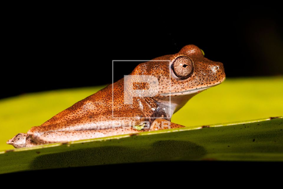 Perereca - Boana semilineata - na RPPN Reserva Particular do Patrimônio Natural Reserva Ecológica de Guapia�