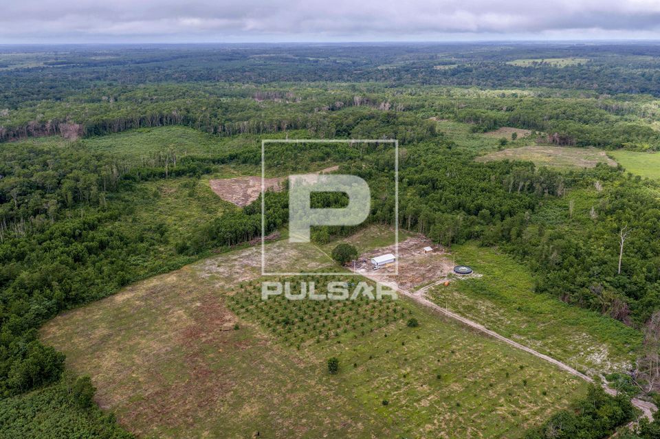 Vista de drone de plantação de açaí próximo à aldeia Frasqueira do grupo étnico Tembé Tenetehara no al
