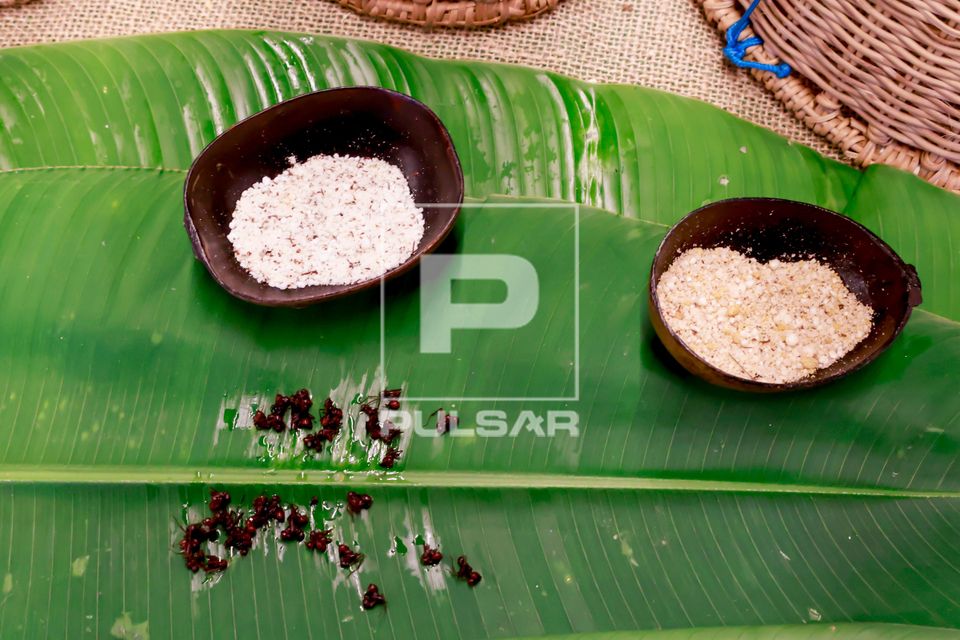 Formigas saúva e cuias de farinha de tapioca e farinha d'água - produtos da etnia Munduruku expostos na III 