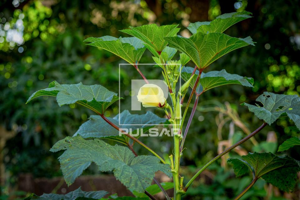 Flor em plantação de quiabo 