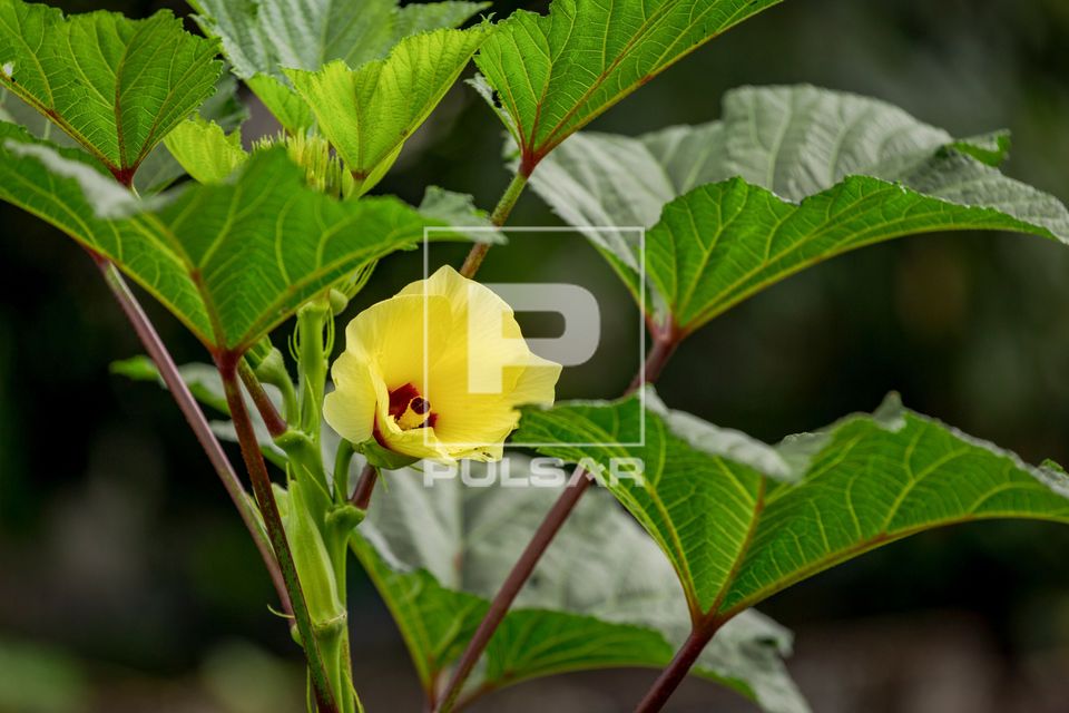 Flor em plantação de quiabo 