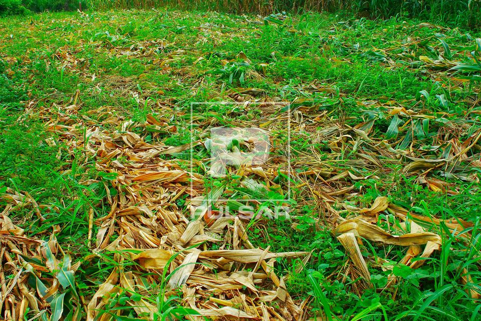 Adubação verde - cobertura morta de folhas de milho