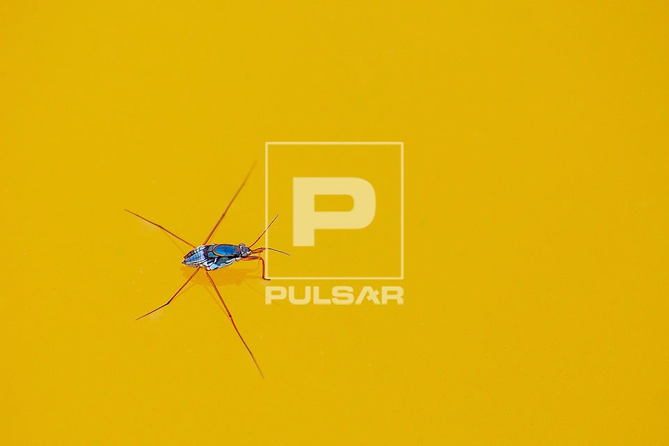 Percevejo (Heteroptera -  Hemiptera) aquático sobre lamina de agua