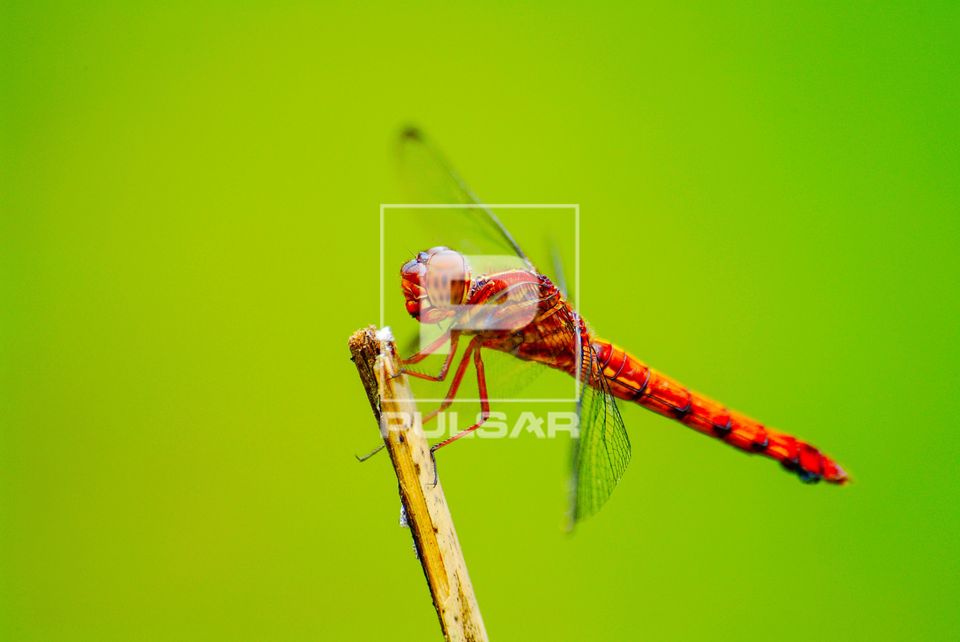 Fêmea de libélula (Orthemis sp Libellulidae -  Anisoptera -  Odonata)