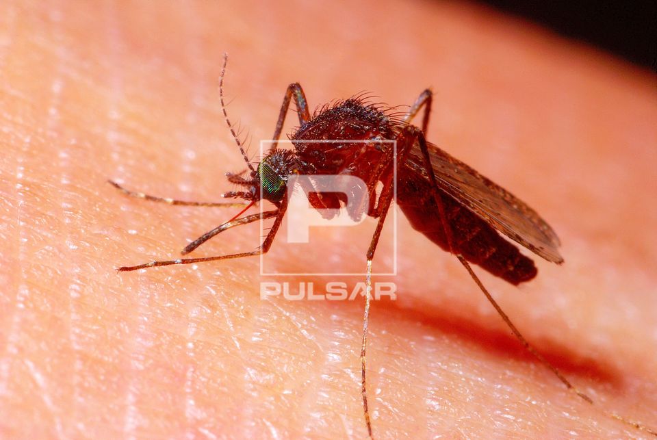 Pernilongo sugando sangue da pele - Culex sp
