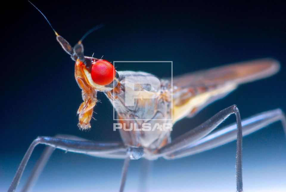 Macho de inseto Dolichopodidae - Diptera