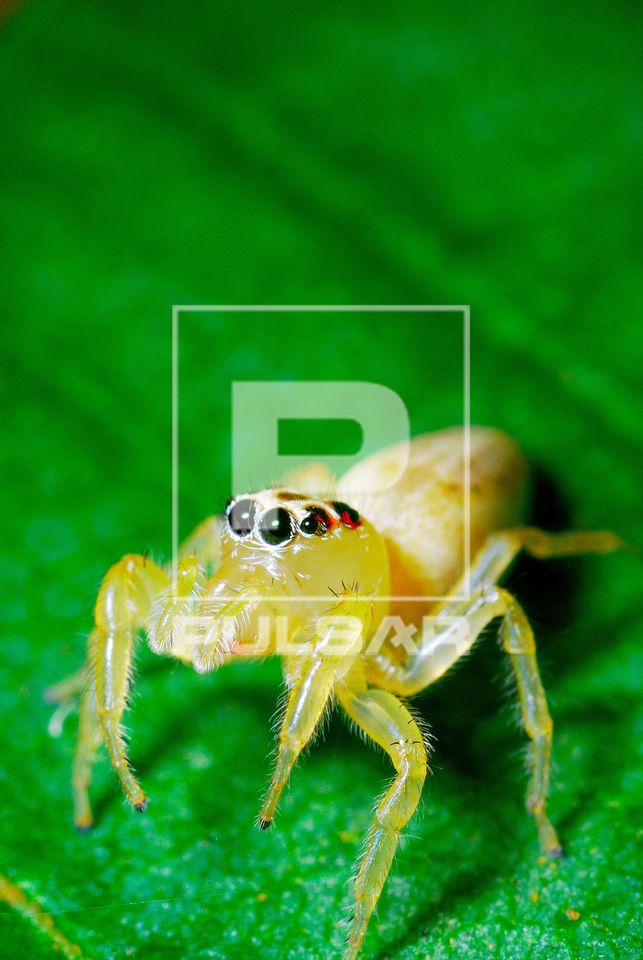Fêmea de aranha-saltadora também denominada aranha de parede ou papa-moscas