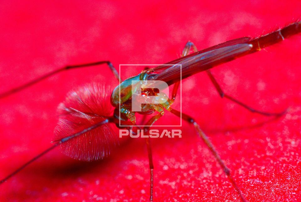 Antena plumosa de macho de mosquito Quironomídeo - Acaro sobre o tórax do inseto 