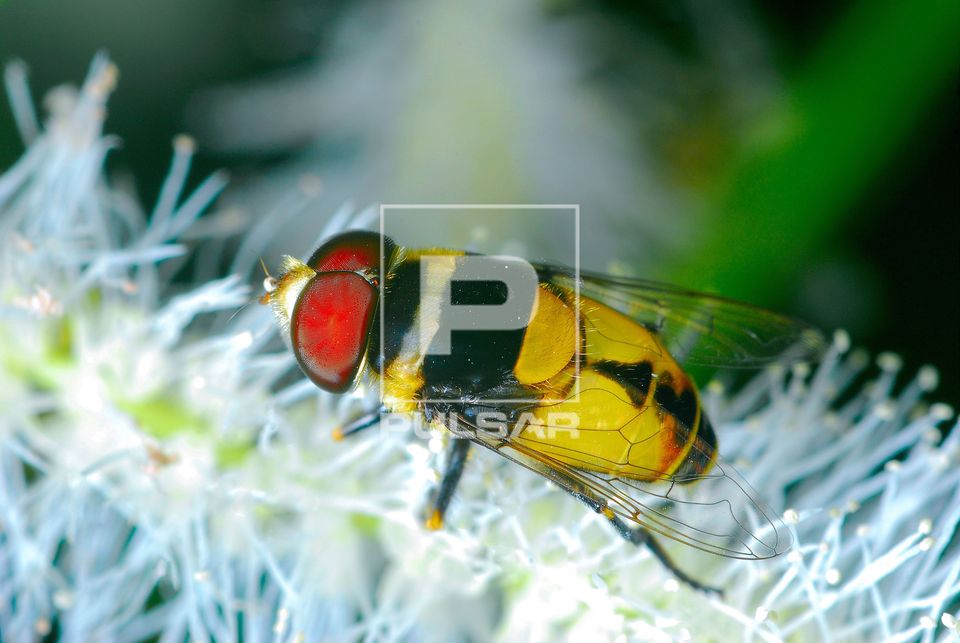 Mosca sirfídea alimentando-se de pólen e néctar - também denominada moscas-das-flores