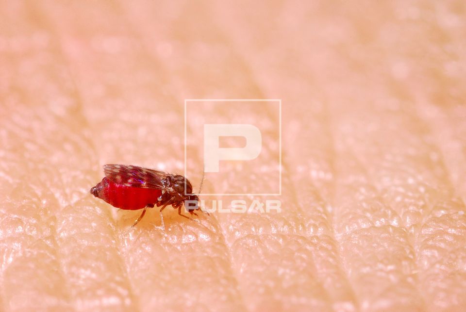Fêmea de maruí sugando sangue também denominado mosquito-pólvora e mosquitinho-do-mangue - Culicoides sp