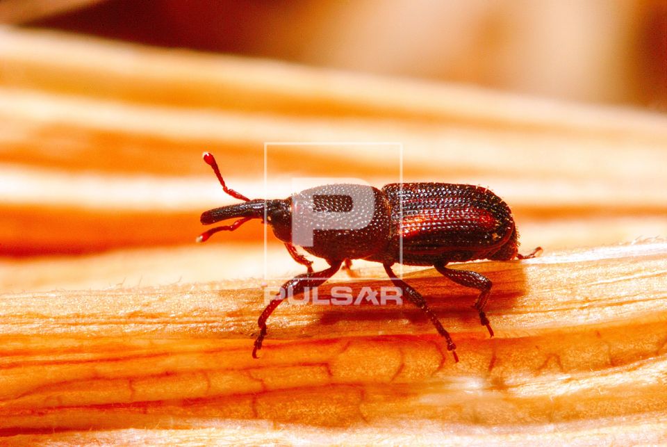 Besouro Caruncho ou Gorgulho sobre palha de milho - Sitophilus sp