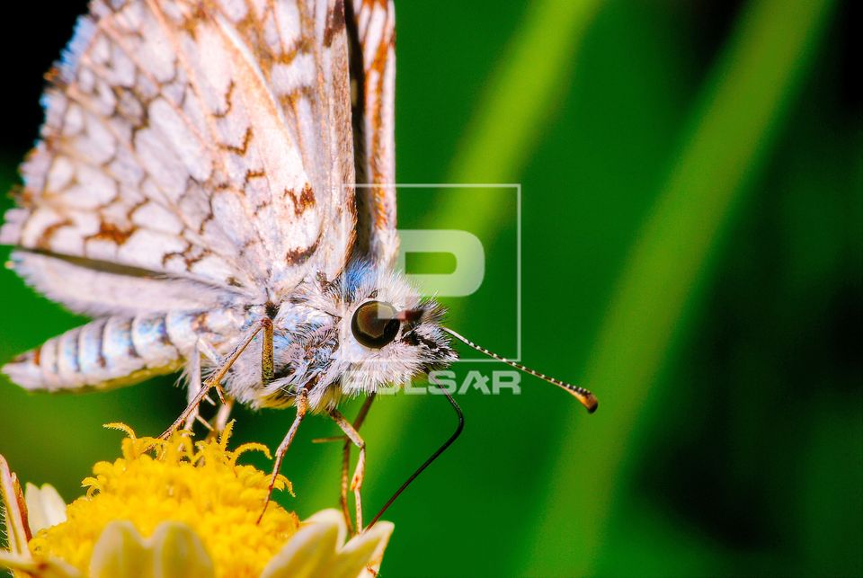 Borboleta visitando flor