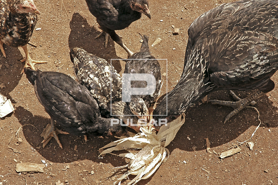 Galinhas caipira comendo espiga de milho - 
