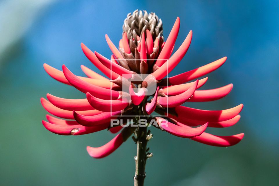 Flor vermelha de mulungú - conhecida também por mulungu-vermelho e corticeira no Jardim Botânico 
