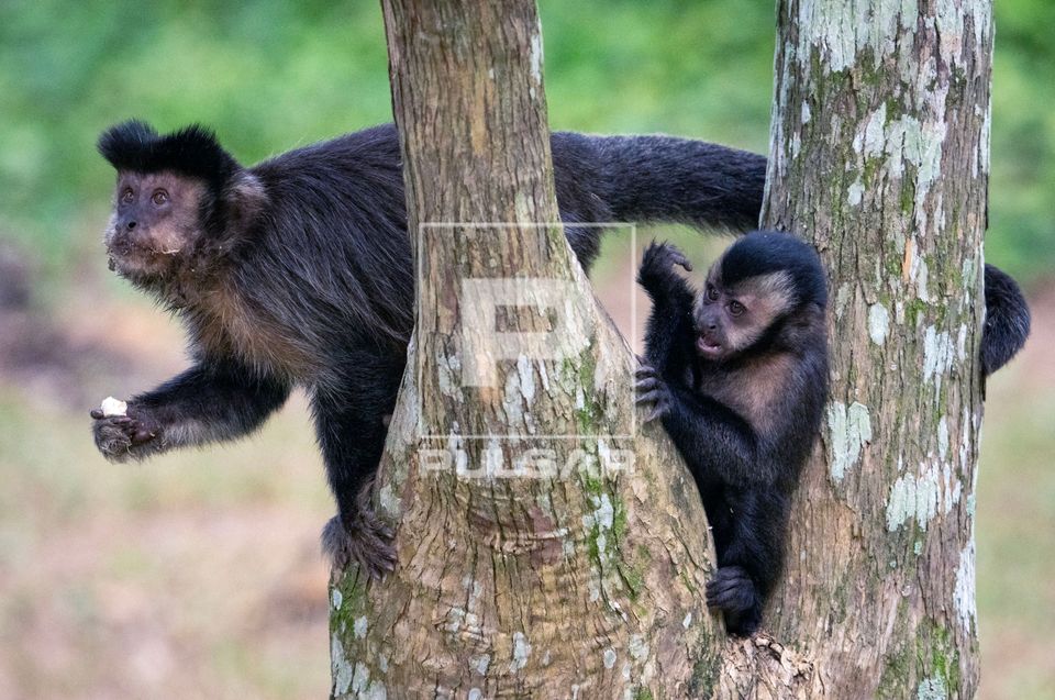Macacos-prego ou micos-de-topete comendo fruto de jaca no Jardim Botânico