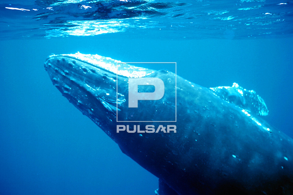 Baleia jubarte - Megaptera novaeangliae