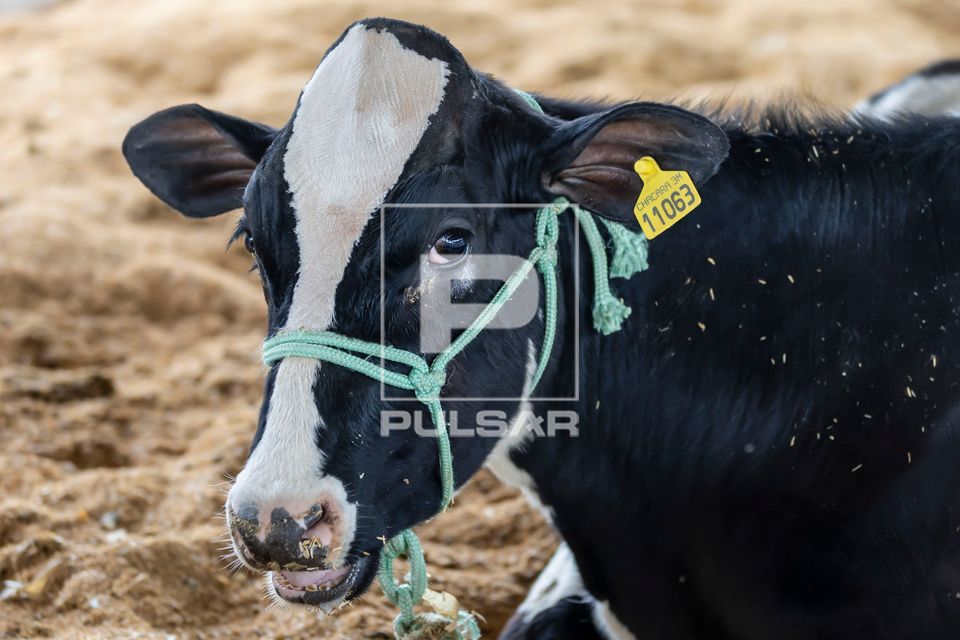 Bezerro da raça Holandesa deitado em uma baia com areia durante exposição agropecuária na Expo Goio25 
